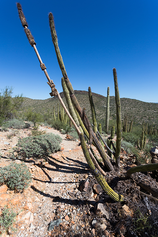 10-20 - 04.jpg - Organ Pipe Cactus National Monument